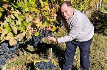 Il 're dell’Aglianico': A Montemarano in Irpinia vendemmia di qualità Il 're dell’Aglianico': A Montemarano in Irpinia vendemmia di qualità